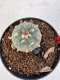 Lophophora williamsii 4-6 cm 10 years old seed ownroot flower seedling ロフォフォラ　烏羽玉　仔吹き サボテン