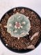 Lophophora williamsii 4-6 cm 10 years old seed ownroot flower seedling ロフォフォラ　烏羽玉　仔吹き サボテン