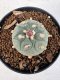 Lophophora williamsii 4-6 cm 10 years old seed ownroot flower seedling ロフォフォラ　烏羽玉　仔吹き サボテン