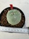 Lophophora Diffusa 4-6 cm 10 years old seed ownroot flower seedling ロフォフォラ　烏羽玉　仔吹き サボテン