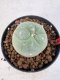 Lophophora Diffusa 4-6 cm 10 years old seed ownroot flower seedling ロフォフォラ　烏羽玉　仔吹き サボテン