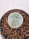 Lophophora Diffusa 4-6 cm 10 years old seed ownroot flower seedling ロフォフォラ　烏羽玉　仔吹き サボテン