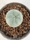 Lophophora Diffusa 4-6 cm 10 years old seed ownroot flower seedling ロフォフォラ　烏羽玉　仔吹き サボテン