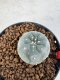 Lophophora williamsii 4-6 cm 10 years old seed ownroot flower seedling ロフォフォラ　烏羽玉　仔吹き サボテン