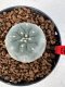 Lophophora williamsii 4-6 cm 10 years old seed ownroot flower seedling ロフォフォラ　烏羽玉　仔吹き サボテン