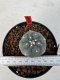 Lophophora williamsii 4-6 cm 10 years old seed ownroot flower seedling ロフォフォラ　烏羽玉　仔吹き サボテン