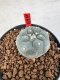 Lophophora williamsii 4-6 cm 10 years old seed ownroot flower seedling ロフォフォラ　烏羽玉　仔吹き サボテン