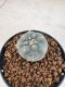 Lophophora williamsii 4-6 cm 10 years old seed ownroot flower seedling ロフォフォラ　烏羽玉　仔吹き サボテン