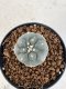 Lophophora williamsii 4-6 cm 10 years old seed ownroot flower seedling ロフォフォラ　烏羽玉　仔吹き サボテン