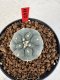 Lophophora williamsii 4-6 cm 10 years old seed ownroot flower seedling ロフォフォラ　烏羽玉　仔吹き サボテン