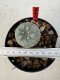 Lophophora williamsii 4-6 cm 10 years old seed ownroot flower seedling ロフォフォラ　烏羽玉　仔吹き サボテン