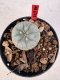 Lophophora williamsii 4-6 cm 10 years old seed ownroot flower seedling ロフォフォラ　烏羽玉　仔吹き サボテン