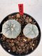 Lophophora williamsii 4-6 cm 10 years old seed ownroot flower seedling ロフォフォラ　烏羽玉　仔吹き サボテン