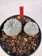 Lophophora williamsii 4-6 cm 10 years old seed ownroot flower seedling ロフォフォラ　烏羽玉　仔吹き サボテン