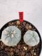 Lophophora williamsii 4-6 cm 10 years old seed ownroot flower seedling ロフォフォラ　烏羽玉　仔吹き サボテン