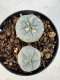 Lophophora williamsii 4-6 cm 10 years old seed ownroot flower seedling ロフォフォラ　烏羽玉　仔吹き サボテン