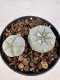 Lophophora williamsii 4-6 cm 10 years old seed ownroot flower seedling ロフォフォラ　烏羽玉　仔吹き サボテン