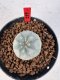 Lophophora williamsii 4-6 cm 10 years old seed ownroot flower seedling ロフォフォラ　烏羽玉　仔吹き サボテン