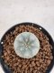 Lophophora williamsii 4-6 cm 10 years old seed ownroot flower seedling ロフォフォラ　烏羽玉　仔吹き サボテン