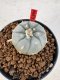 Lophophora williamsii 4-6 cm 10 years old seed ownroot flower seedling ロフォフォラ　烏羽玉　仔吹き サボテン