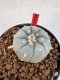 Lophophora williamsii 4-6 cm 10 years old seed ownroot flower seedling ロフォフォラ　烏羽玉　仔吹き サボテン