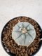 Lophophora williamsii 4-6 cm 10 years old seed ownroot flower seedling ロフォフォラ　烏羽玉　仔吹き サボテン