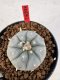 Lophophora williamsii 4-6 cm 10 years old seed ownroot flower seedling ロフォフォラ　烏羽玉　仔吹き サボテン