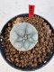 Lophophora williamsii 4-6 cm 10 years old seed ownroot flower seedling ロフォフォラ　烏羽玉　仔吹き サボテン