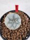 Lophophora williamsii 4-6 cm 10 years old seed ownroot flower seedling ロフォフォラ　烏羽玉　仔吹き サボテン