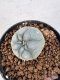 Lophophora williamsii 4-6 cm 10 years old seed ownroot flower seedling ロフォフォラ　烏羽玉　仔吹き サボテン