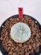 Lophophora williamsii 4-6 cm 10 years old seed ownroot flower seedling ロフォフォラ　烏羽玉　仔吹き サボテン