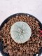 Lophophora williamsii 4-6 cm 10 years old seed ownroot flower seedling ロフォフォラ　烏羽玉　仔吹き サボテン