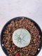 Lophophora williamsii 4-6 cm 10 years old seed ownroot flower seedling ロフォフォラ　烏羽玉　仔吹き サボテン