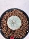 Lophophora williamsii 4-6 cm 10 years old seed ownroot flower seedling ロフォフォラ　烏羽玉　仔吹き サボテン