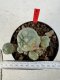 Lophophora williamsii 4-6 cm 10 years old seed ownroot flower seedling ロフォフォラ　烏羽玉　仔吹き サボテン