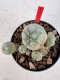 Lophophora williamsii 4-6 cm 10 years old seed ownroot flower seedling ロフォフォラ　烏羽玉　仔吹き サボテン