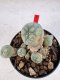 Lophophora williamsii 4-6 cm 10 years old seed ownroot flower seedling ロフォフォラ　烏羽玉　仔吹き サボテン