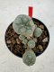 Lophophora williamsii 4-6 cm 10 years old seed ownroot flower seedling ロフォフォラ　烏羽玉　仔吹き サボテン