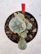 Lophophora williamsii 4-6 cm 10 years old seed ownroot flower seedling ロフォフォラ　烏羽玉　仔吹き サボテン