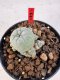 Lophophora williamsii 4-6 cm 10 years old seed ownroot flower seedling ロフォフォラ　烏羽玉　仔吹き サボテン