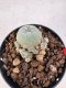 Lophophora williamsii 4-6 cm 10 years old seed ownroot flower seedling ロフォフォラ　烏羽玉　仔吹き サボテン