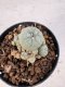 Lophophora williamsii 4-6 cm 10 years old seed ownroot flower seedling ロフォフォラ　烏羽玉　仔吹き サボテン