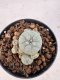 Lophophora williamsii 4-6 cm 10 years old seed ownroot flower seedling ロフォフォラ　烏羽玉　仔吹き サボテン