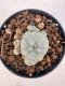 Lophophora williamsii 4-6 cm 10 years old seed ownroot flower seedling ロフォフォラ　烏羽玉　仔吹き サボテン