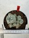 Lophophora williamsii 4-6 cm 10 years old seed ownroot flower seedling ロフォフォラ　烏羽玉　仔吹き サボテン