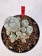 Lophophora williamsii 4-6 cm 10 years old seed ownroot flower seedling ロフォフォラ　烏羽玉　仔吹き サボテン