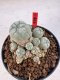 Lophophora williamsii 4-6 cm 10 years old seed ownroot flower seedling ロフォフォラ　烏羽玉　仔吹き サボテン