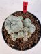 Lophophora williamsii 4-6 cm 10 years old seed ownroot flower seedling ロフォフォラ　烏羽玉　仔吹き サボテン