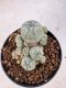 Lophophora williamsii 4-6 cm 10 years old seed ownroot flower seedling ロフォフォラ　烏羽玉　仔吹き サボテン