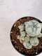 Lophophora williamsii 4-6 cm 10 years old seed ownroot flower seedling ロフォフォラ　烏羽玉　仔吹き サボテン